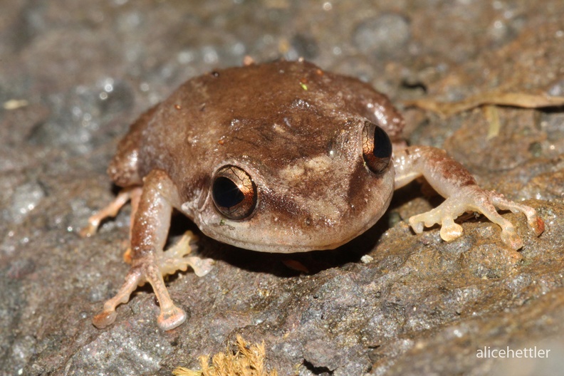 Coqui (Eleutherodactylus coqui)